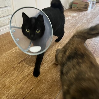 ヤンチャボーイ たいが