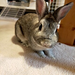 【至急】海外転勤で飼えなくなりました。