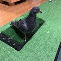 鳩を保護しております。