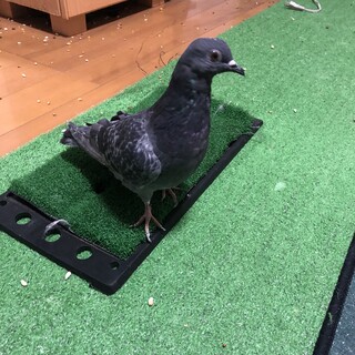 鳩を保護しております。