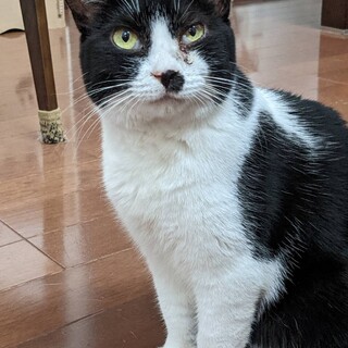 慣れるとやきもち焼き　めめちゃん