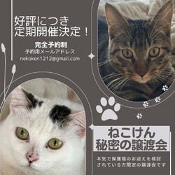 秘密の譲渡会 by ねこけん サムネイル1