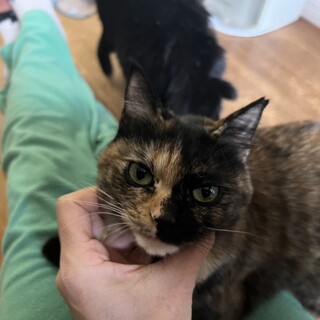 サビ色ヤンチャガール  ゆりな