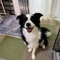 ボーダーコリーの「ソラ」くん♂再募集