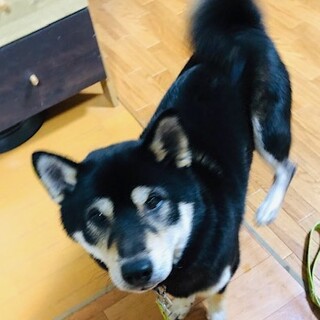 お散歩大好き！元気な柴の男の子柴丸