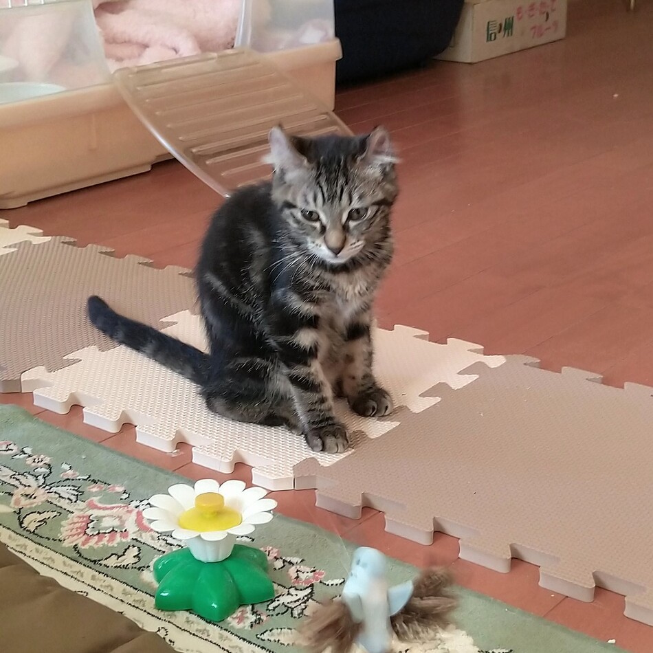 来夢のカバー写真