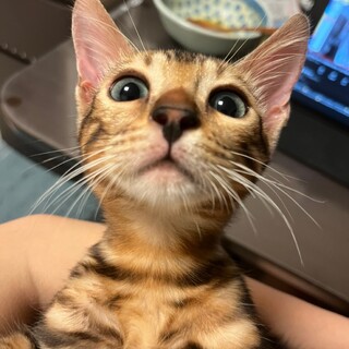 甘えん坊ベンガル！