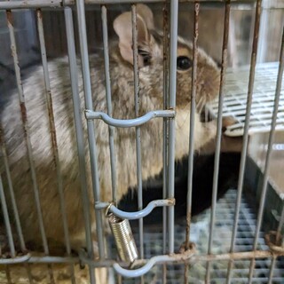 デグーパイド　里親募集