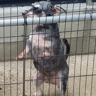 シュナウザーの女の子