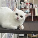 3ヶ月真っ白キュートな子猫ちゃん/ムーン