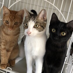 保護犬猫の譲渡会 in せとうちドッグパーク