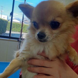チワワの女の子　5才