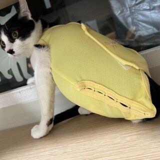 カノア：左足がないけど元気な男の子。※トライアル中