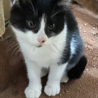 控えめなベルちゃん