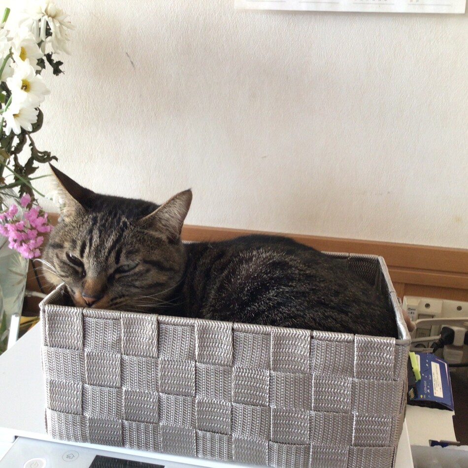 ユズのカバー写真