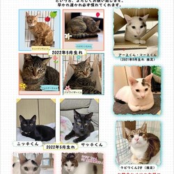 保護猫 小さな譲渡会 サムネイル2