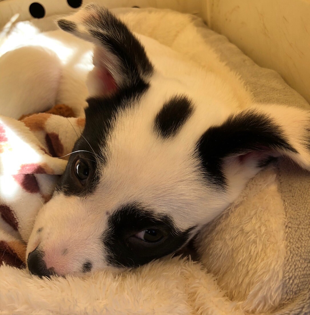 パンダのような模様がかわ」茨城県 - 犬の里親募集(443582) 7枚目の