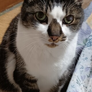 新しく家族になってくださる方を探しています