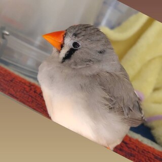 キンカチョウ里親さん募集