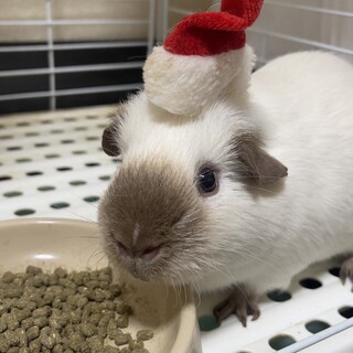 ロシアン、テディモルモット《現在募集停止中》