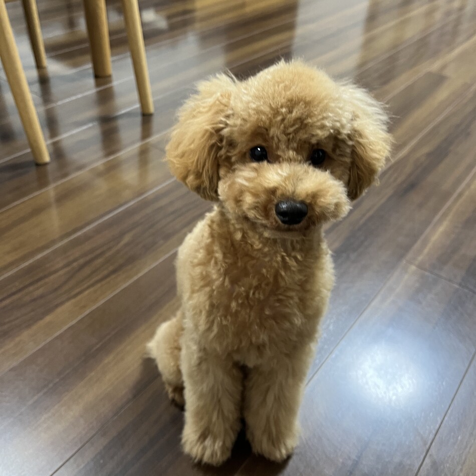 チャムのカバー写真