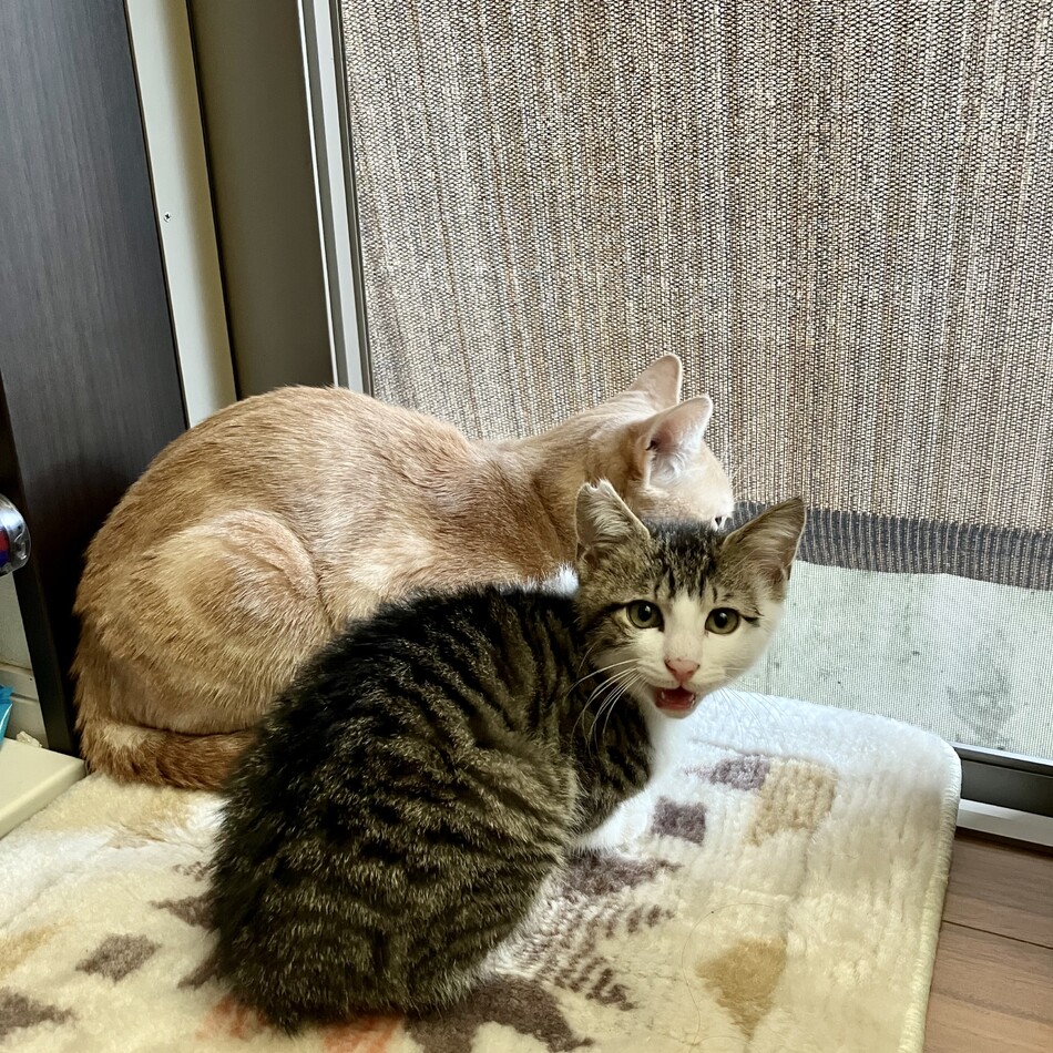 真芽のカバー写真