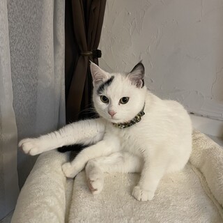 おしゃべり上手　シバちゃん