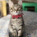 【いかほ】おかげさまで里親様が決まりました！