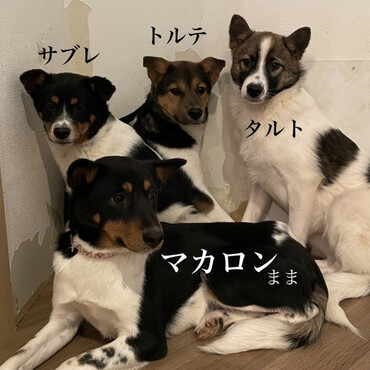 マカロン親子