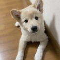 シグレくん