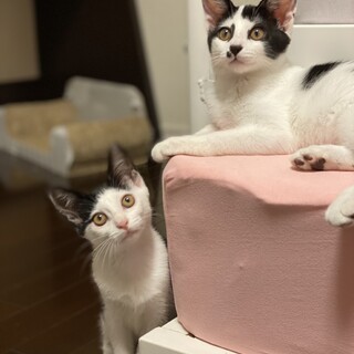 個性的な毛色★甘えん坊さん姉妹仔猫