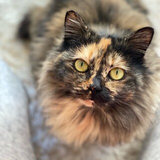 ★長毛ふわふわサビ猫ちゃん★