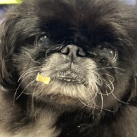 吉成クロエ
