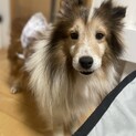 仔犬みたいな性格のトト君