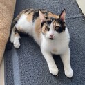 猫ちゃん大好き！丸顔三毛猫ちゃん