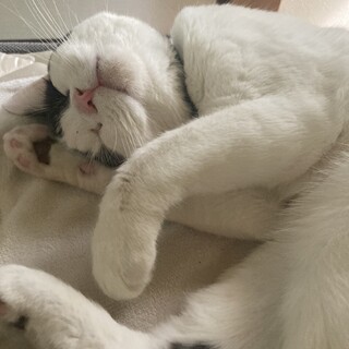 人が大好きなスリスリ猫ちゃん！