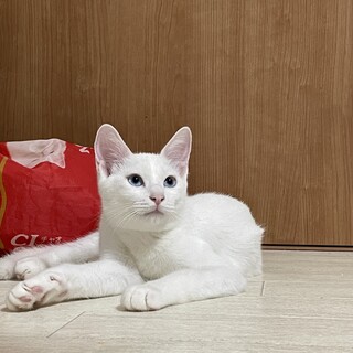 青い瞳が綺麗な男の子です！