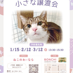 ねこのわ-なら 保護猫 小さな譲渡会