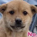 子犬　女の子