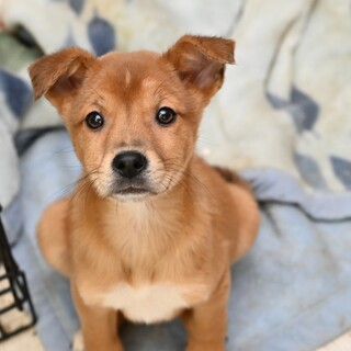 かわいいエリオットくん！