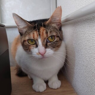 まき：本当は甘えん坊な女の子。