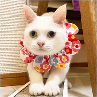 コト