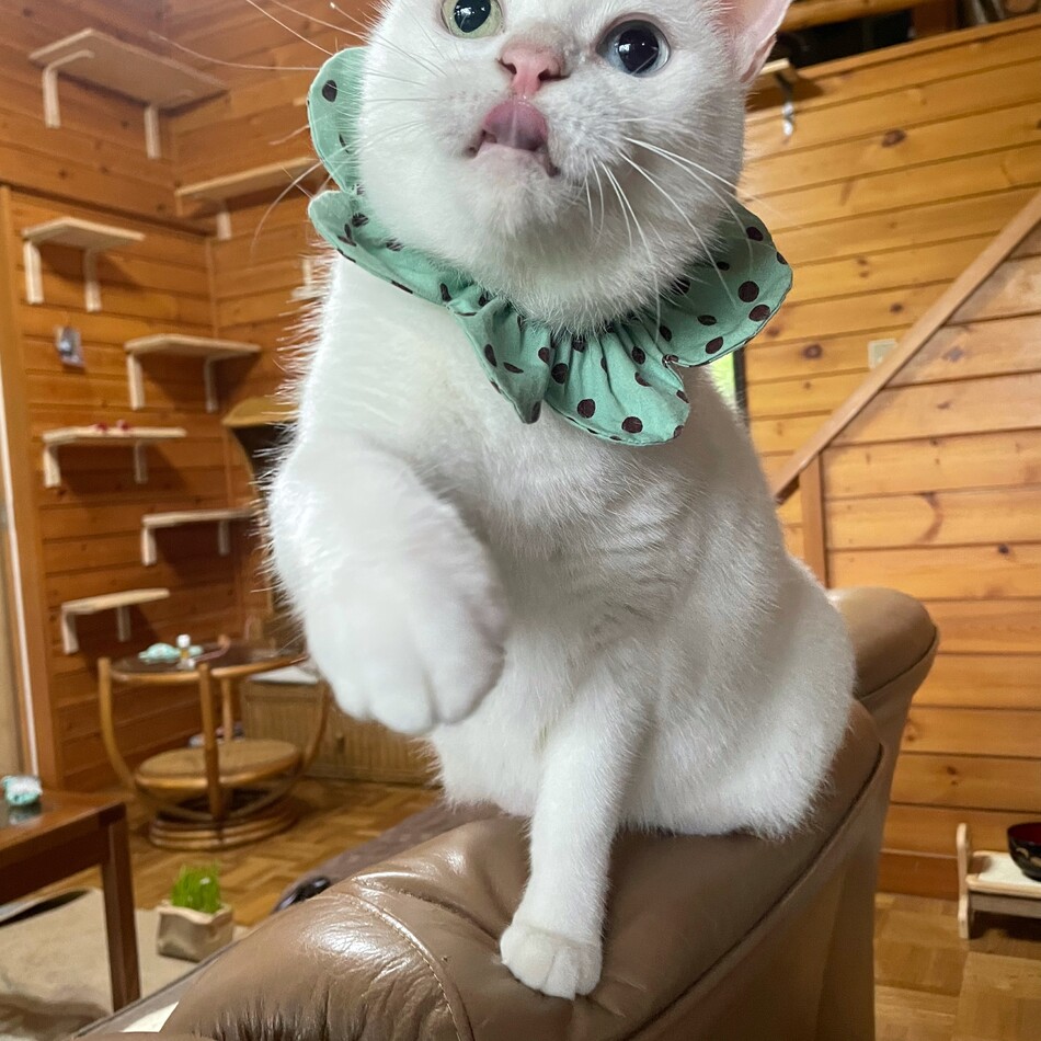 コトのカバー写真