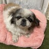 ペキニーズ　めぐちゃん サムネイル2