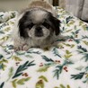 ペキニーズ　めぐちゃん サムネイル3