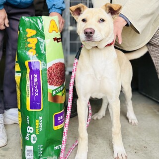 人懐こい子です。家族に迎えてください