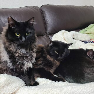 【募集を一旦停止】人慣れしている落ち着いた女のコ