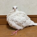 いい子です