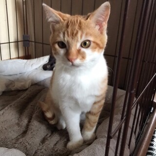 とにかく可愛い子猫2ヶ月❣️