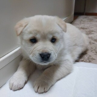 生後約1ヶ月半の大きめの子犬「ベイクくん」
